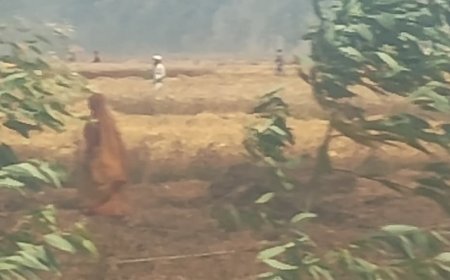 11 हजार बिजली की लाईन टूटने से खेतों में लगी भीषण आग, किसानों को भारी नुक़सान