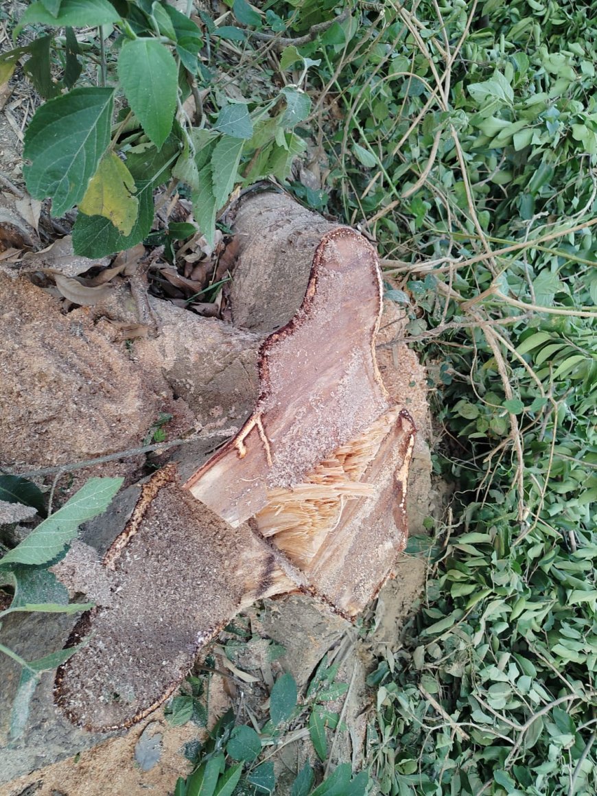फलदार पेड़ों पर चल रहा आरा, ग्रामीणों में रोष